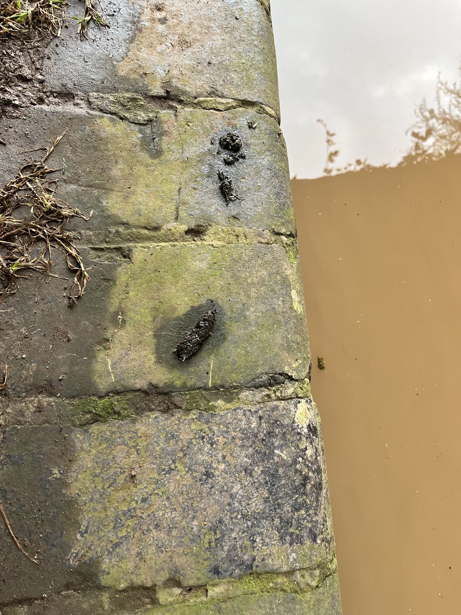 For day 1 of the Mammal Society’s Mammal Week, here is a mammal sign from alongside the Shropshire Union Canal in Staffordshire. Can anyone identify the sign and species? ⁦@CanalRiverTrust⁩ ⁦@Mammal_Society⁩