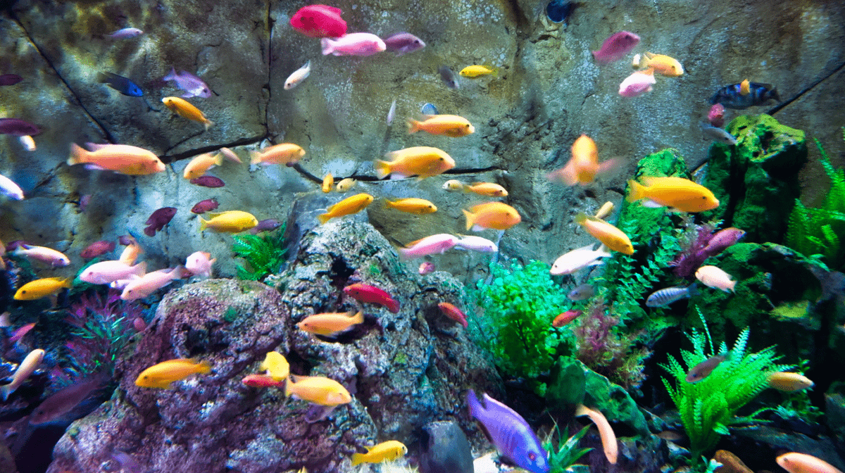 Cichlids are a wondrous rainbow of fish that colour the waters of Lake Malawi and other African lakes, and are so diverse that new species are discovered each year. 1,650 cichlid species are now known, but it is believed the actual number may be 2,000.