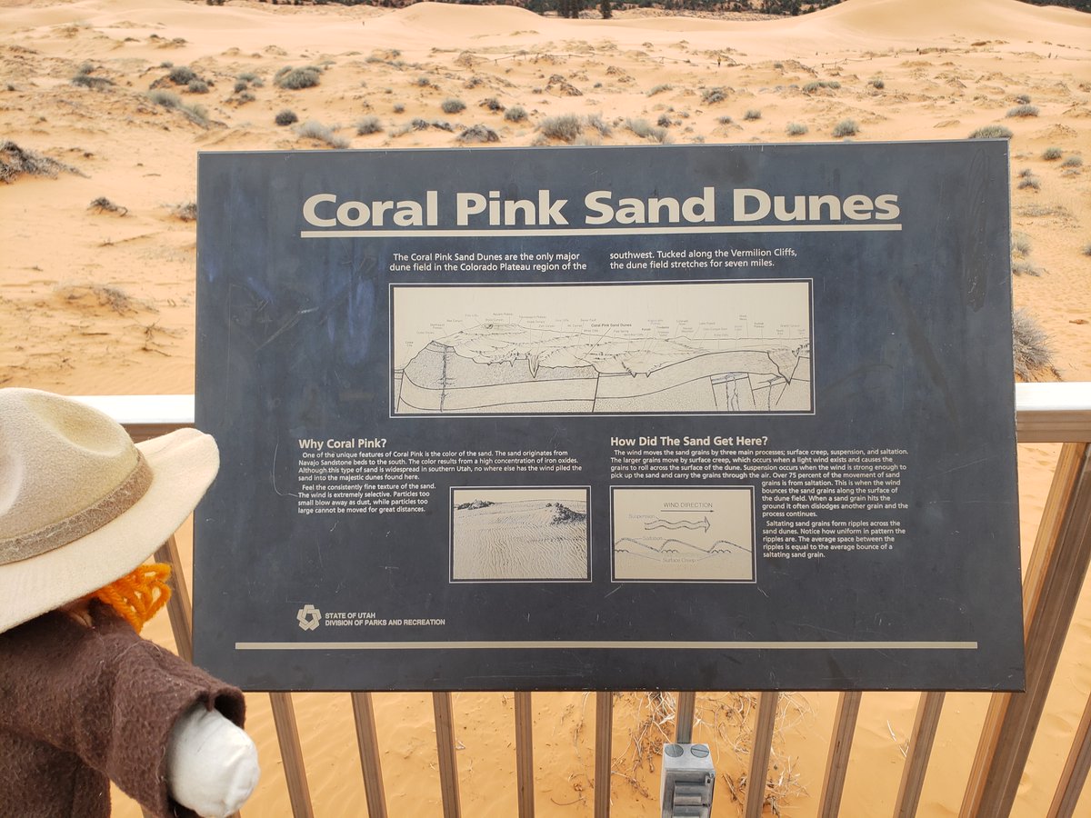 Ranger Sarah learns that the Coral Pink sand is from Navajo Sandstone located to the south. The pink color is due to a high concentration of Iron Oxide.
— at Coral Pink Sand Dunes State Park.

#adventuresofrangersarah #rangersarah #Utah #utahstateparks #hike #hikingadventures