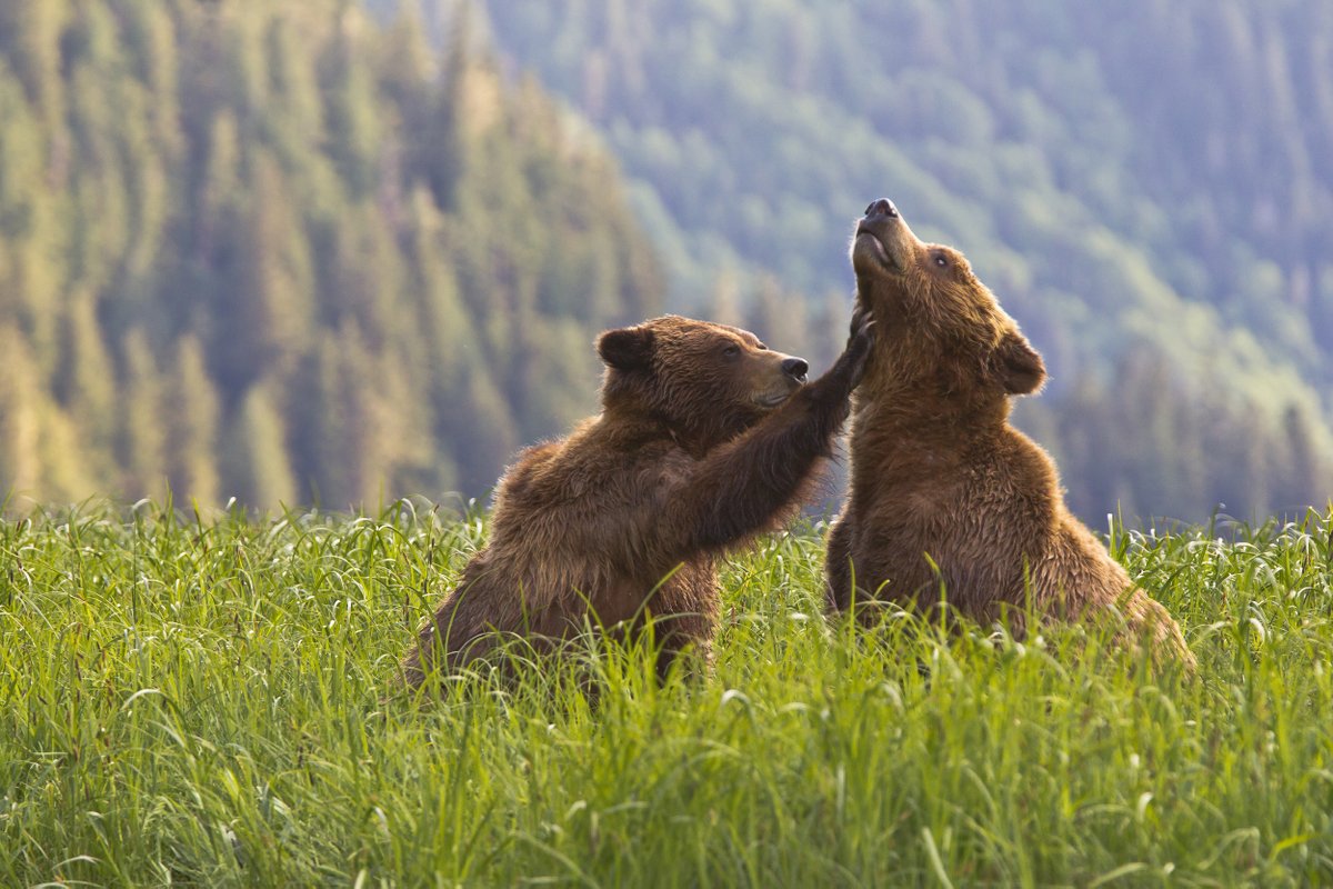 Every day is #EarthDay! Let's join hands to celebrate and protect Mother Earth for generations to come. 🌍

Le #JourdelaTerre, c’est chaque jour! Unissons-nous pour célébrer et protéger Dame Nature pour les générations futures. 🌍

📸: Jean-Daniel Gagne️️