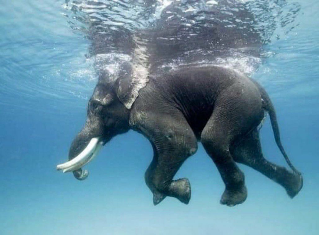هل سبق لك مشاهدة فيل وهو يسبح ؟ 🐘🌊 تعتبر الفيلة من الحيوانات الماهرة في السباحة، وتستطيع الطفو على سطح الماء دون بذل أي مجهود كما يمكنها السباحة لـ مسافة 48 كلم دون توقف •