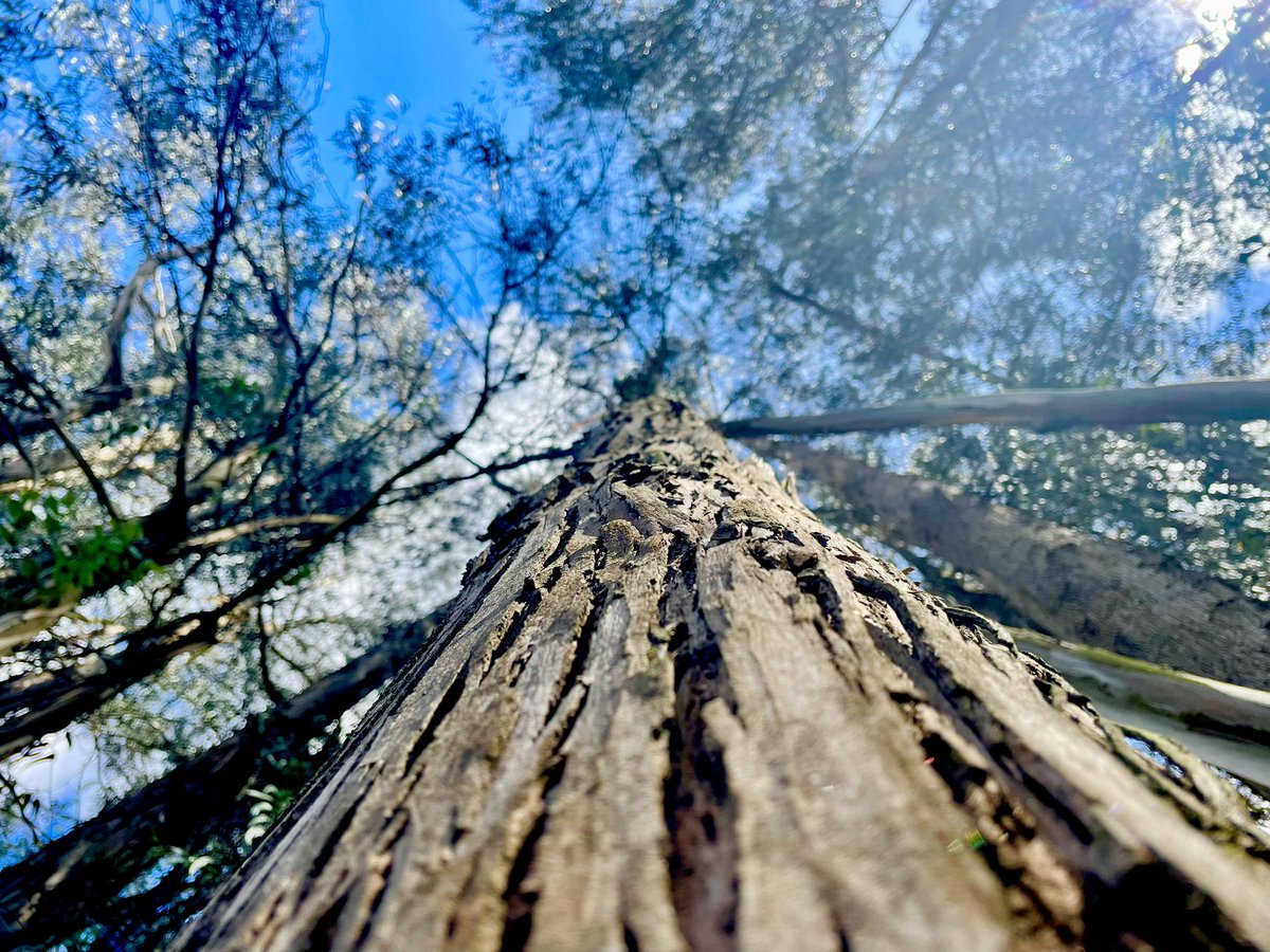Este #DiadeLaTierra #DiaMundialdelatierra se busca concientizar sobre las consecuencias en nuestro planeta por causa del cambio climático, pérdida de biodiversidad y contaminación. Es hora de tomar conciencia y actuar
