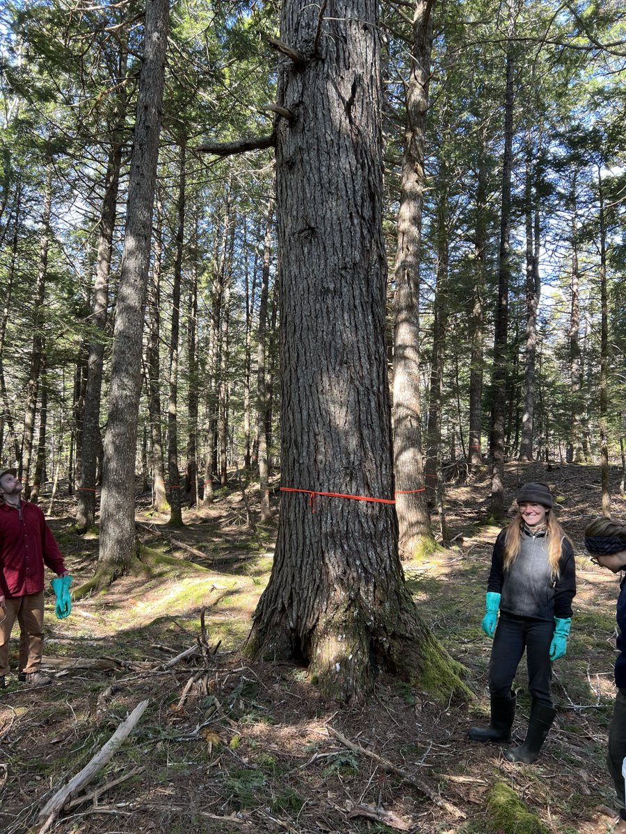 Happy #EarthDay2024! 🌎 Members of the UEC and Asitu'l~sk team are celebrating today by volunteering for HWA treatment to protect our majestic Eastern Hemlocks 💚