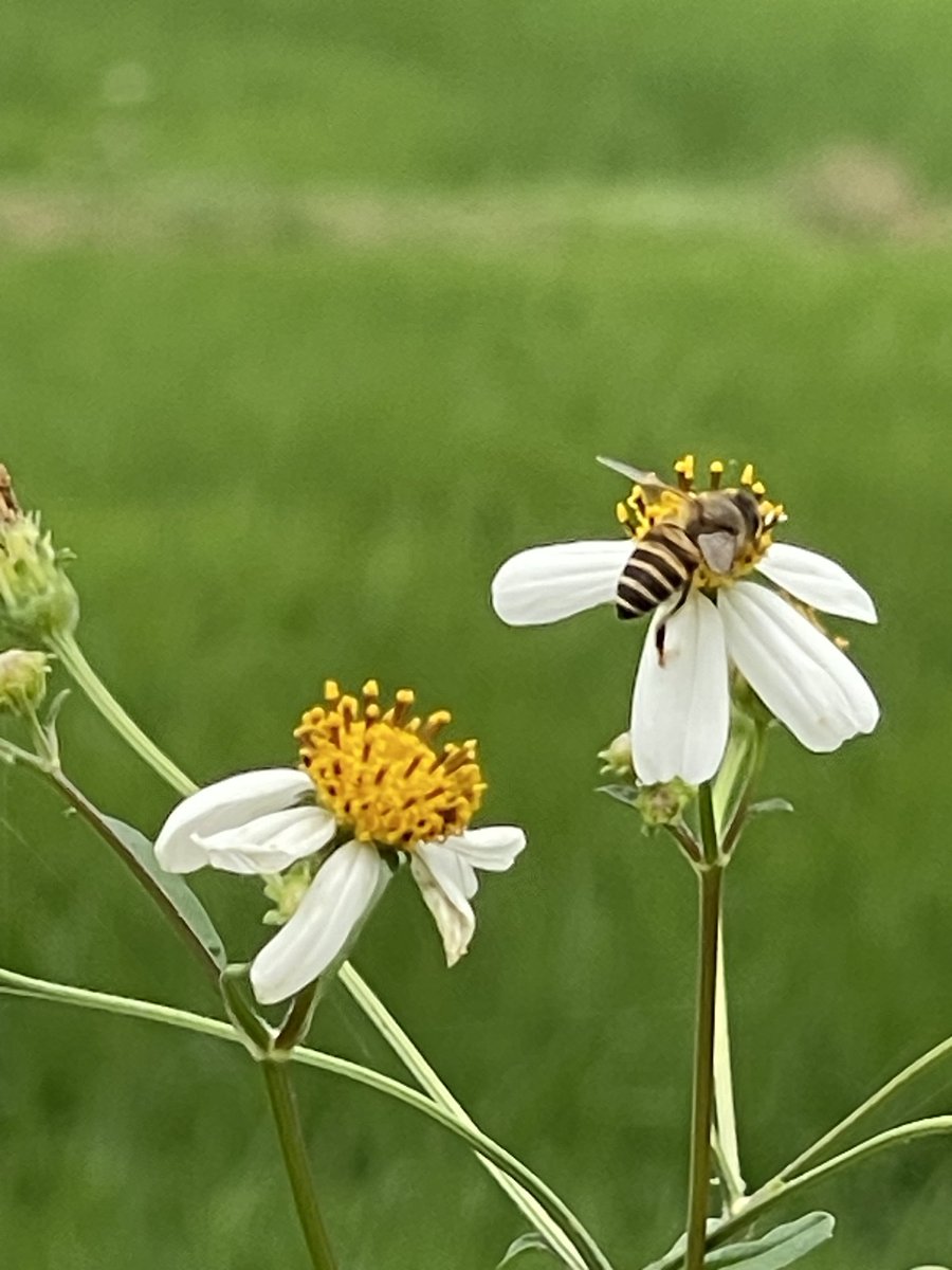 Chắc mình phóng to quá nên phông nền phía sau mờ tịt🤭.