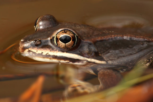 Rick Relyea Finds that Frog Species Evolved Rapidly in Response To Road Salts @RPIScience news.rpi.edu/2024/04/22/ren…