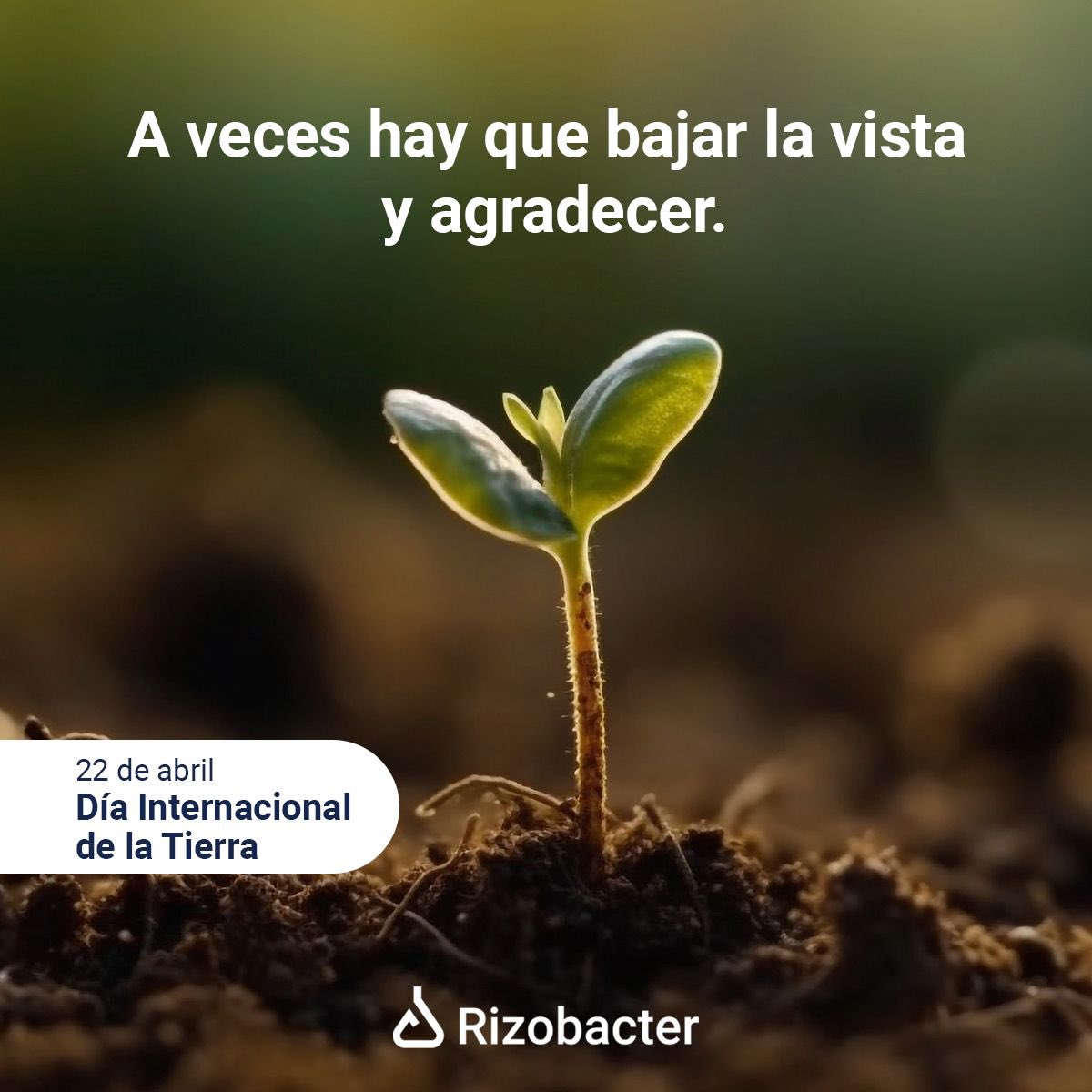 Rizobacter Uruguay tweet media