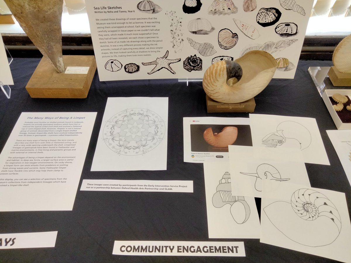 Deconstructing this for #Natsca2024 tours @morethanadodo. The tour called 'Does anyone use these? Putting Shell Collections to Work' showed a smorgasbord of activities using specimens easily found in all malacological collections to engage different audiences with.