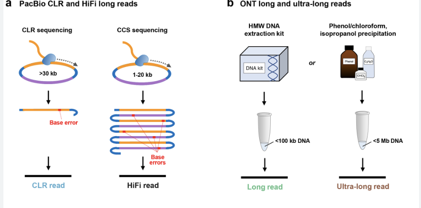 T2T uses PacBio HiFi Seq: long reads (up to 20 kb) + high accuracy (<0.5% error), Oxford Nanopore Technologies (ONT): ultra-long reads (>100 kb) + bit lower accuracy

HiFi accuracy + ONT read length => more contiguous assemblies, better resolution: repeats, complex structures