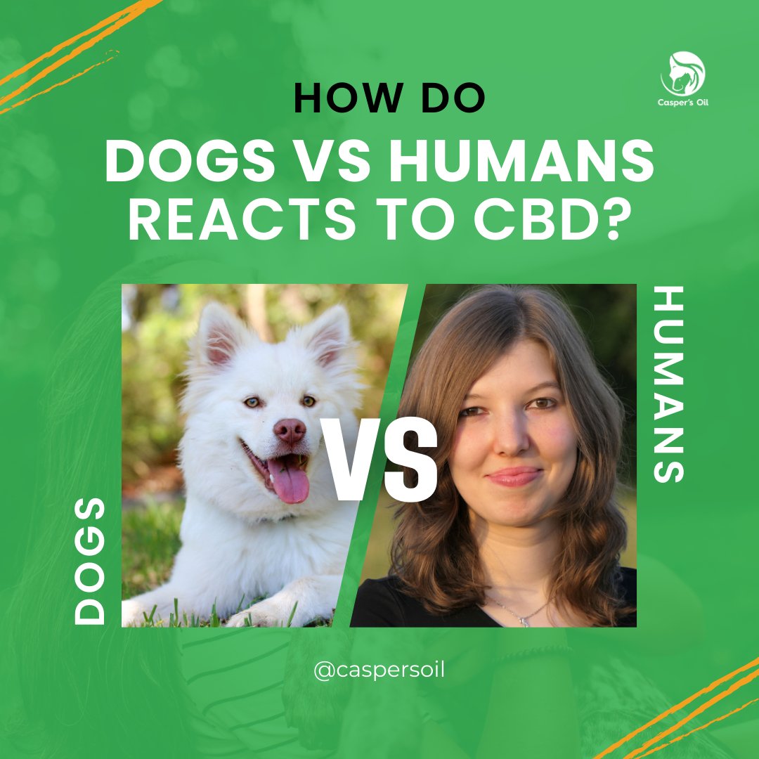 If you have ever wondered how humans vs dogs react to CBD. 

Here are the benefits for each one, you will be surprised how similar they are. 

#cbd #cannabis #cbdproducts #naturalproducts