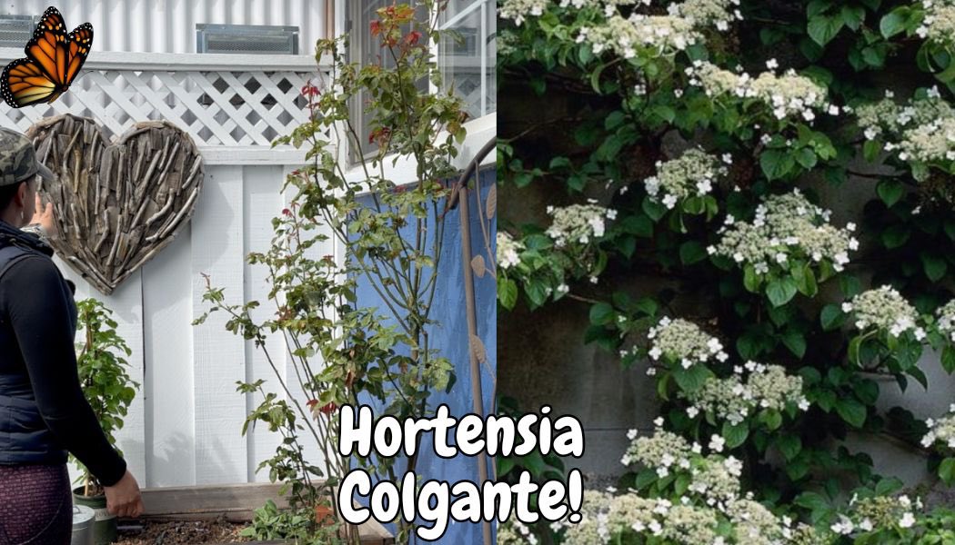 Hortencia Colgante!!! 🤩 #flores #hortensias #mamaplantil #zone9b #jardin... youtu.be/217T9n3vEKA?si… via @YouTube #sharethelove #hortensia