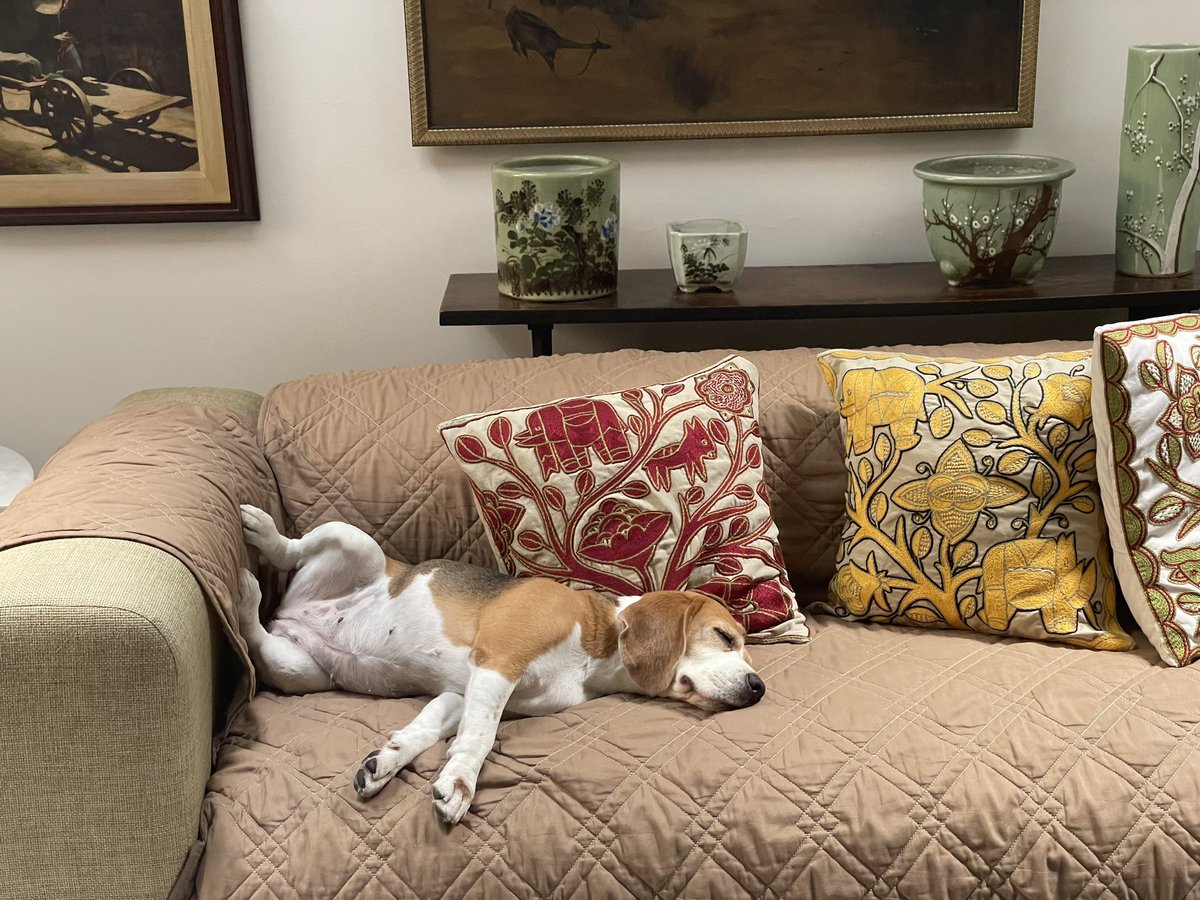 I’m a dyed-in-the-wool #beagle and on this day 🗓️ we can do anything we want (ie: pose for a portrait, slouch, munch on furniture🪑,etc ) as a  worldwide 🌎 privilege on #NationalBeagleDay ‼️<a href="/beaglefacts/">Beagle Facts</a>