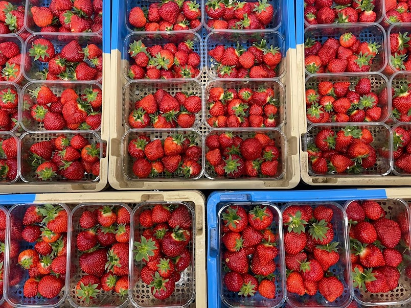 First strawberries of the year being picked this week in Maidstone, Kent, we have class 1 (300g) and class 2  (400g) punnets available - both are 349p each. 

Order by midnight for next day delivery.

#seasonalproduce #healthyeating #britishfarming