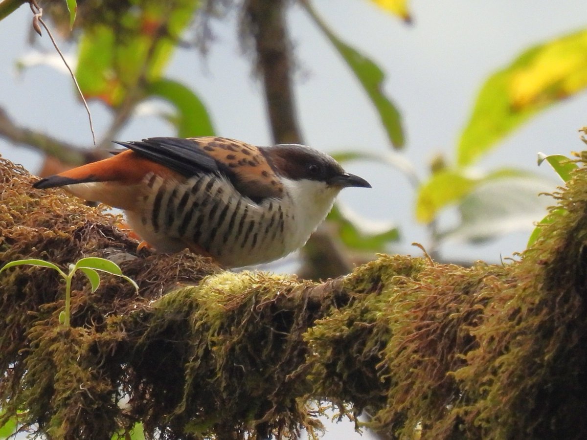 Himalayan Cutia at Eaglenest #ArunachalPradesh.

Amazing views of this species when we encountered a flock of six at eye level alongside the main track.

#IndiAves #BirdsSeenIn2024 #India