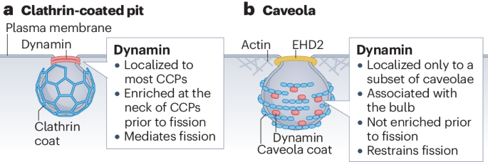 NatRevMCB's tweet photo. Now Online Is endocytosis by caveolae dependent on dynamin? https://t.co/awPynDekUy https://t.co/5qjocT9jQ8