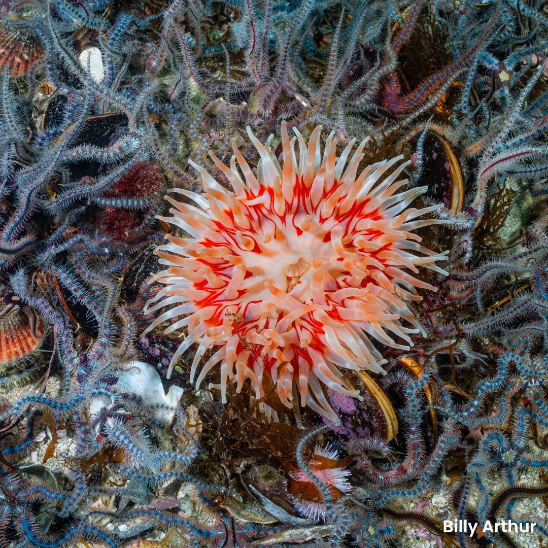 Happy #EarthDay! 🌍 We've put together a collection of beautiful photos that celebrate our incredible UK marine life. Here's a sneak peak. You can find the full collection over on our blog 👇 mcsuk.org/news/showcase-… Let us know which one is your favourite 💙