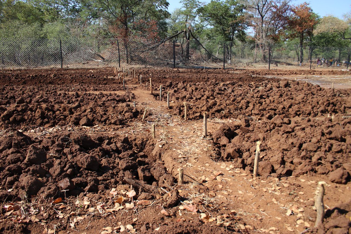 Happy #EarthDay2024!
The earth gives us food, w/ soil as a strategic tool to improve food security.
@nutriactionzim continues to promote the adoption of good agricultural practices and ecofriendly habits within its operational communities.