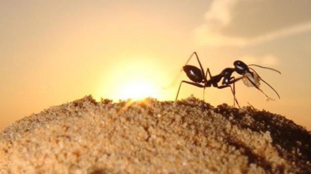 KARINCA'DAN SİZE MEKTUP VAR; 'Sevgili ev sahipleri, Biliyoruz ki bizleri istemiyorsunuz. Eğer bizleri gerçekten evinizde istemiyorsanız lütfen BİZİ ÖLDÜRMEYİN. Ben salatalık kabuğundan nefret ederim. Girdiğim yerleri takip ederek salatalık kabuğu koyarsanız ben anlarım ki