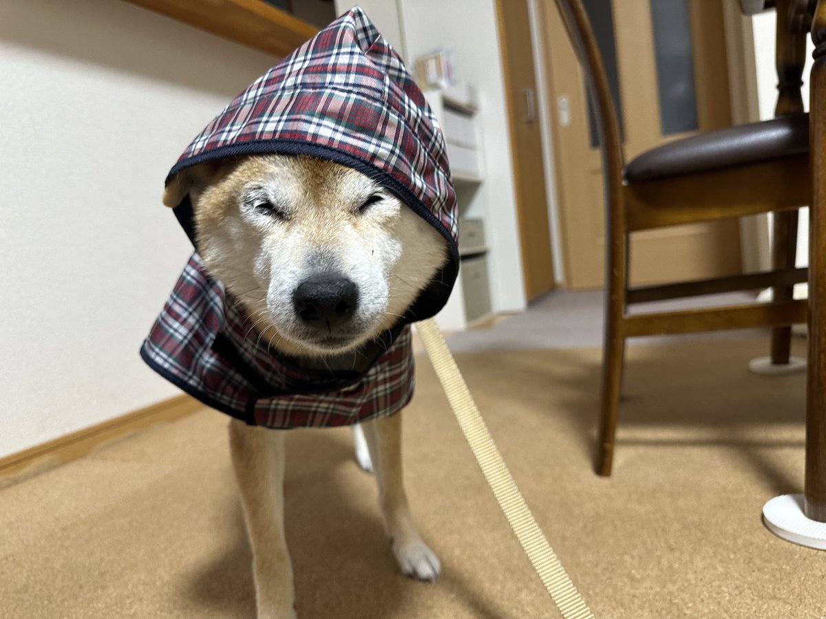 雨には負けんワン☺️💕🎶