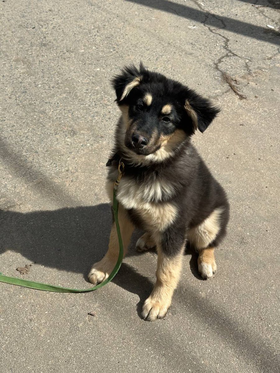 kukutsapol's tweet photo. Спокойный и дружелюбный Мишка очень ждёт своих родителей
Возраст около 5 месяцев, к выгулу приучен, знает базовые команды. Прививки есть, обработан от г��истов и клещей, паспорт есть
На прогулке не тянет, любит обнимашки и внимание 🐕
Можно в семью с детьми и домашними животными https://t.co/4PpFEwRWeP