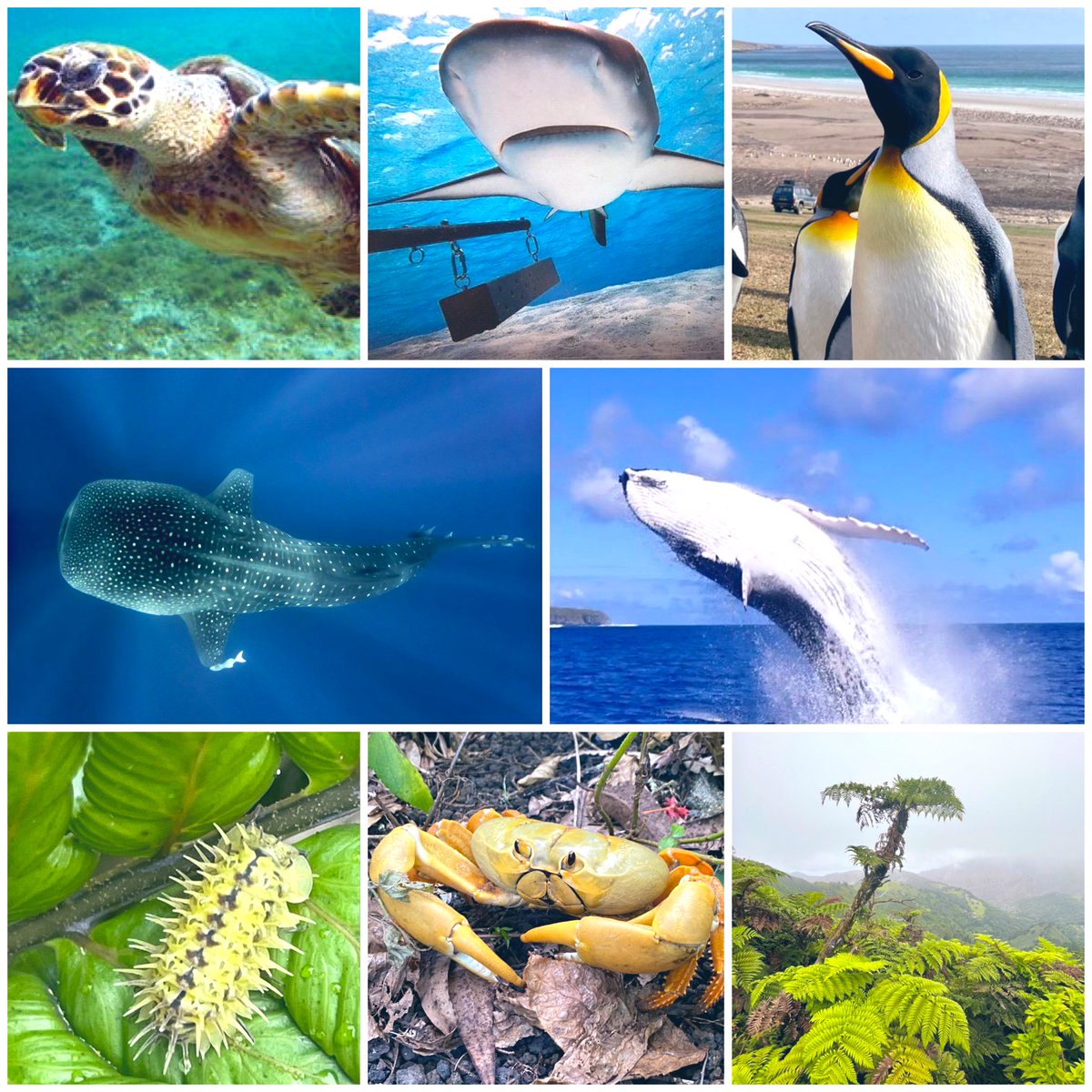 🌎On #EarthDay2024 we celebrate the work the UK & 🇬🇧 Overseas Territories do together to protect: 🐋4.4 million square KMs of ocean in the @ukgovbluebelt 🏝️@UNESCOUK natural heritage sites 🐧millions of #penguins 🌴unique cloud forests & peatlands 🪸enormous coral reefs