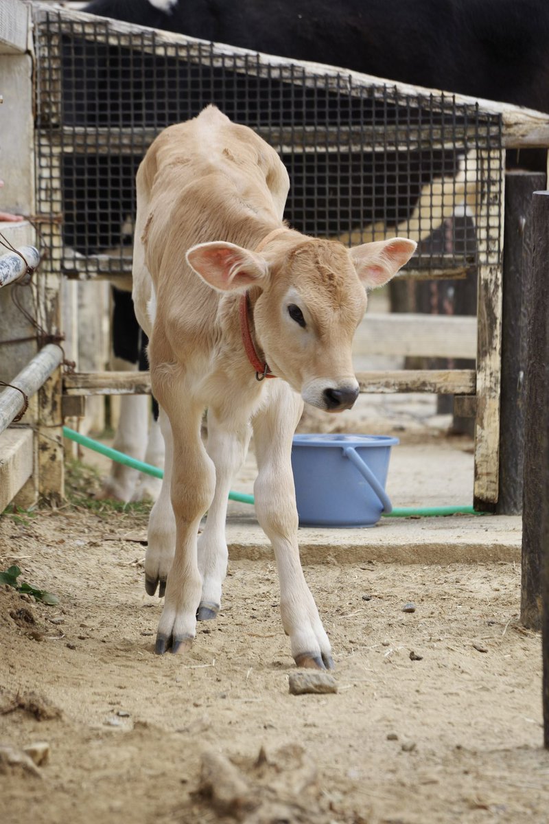 SCZ、今行くと可愛いｴｹﾁｬﾝがいっぱい居ます。是非…🤫✨

#埼玉県こども動物自然公園