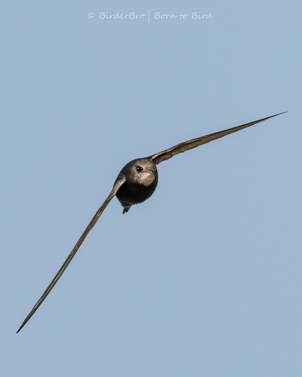 They are BACK!!! 🥳🎉
Just in time for #EarthDay, the Emperors of the Sky have returned: Common Swift 🚀 
And oh boy, aren't I glad for focus tracking on the #Nikon Z8😆
~ ~ ~ ~
#birdphotography #NaturePhotography #WorldEarthDay #WorldEarthDay2024 #EarthDay2024 #TheFeatherSpeech