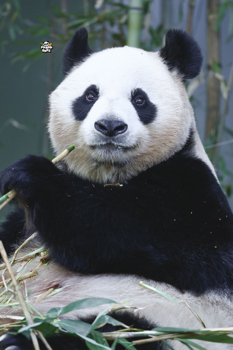 240422
😉💕
#아이바오 #Aibao #愛宝