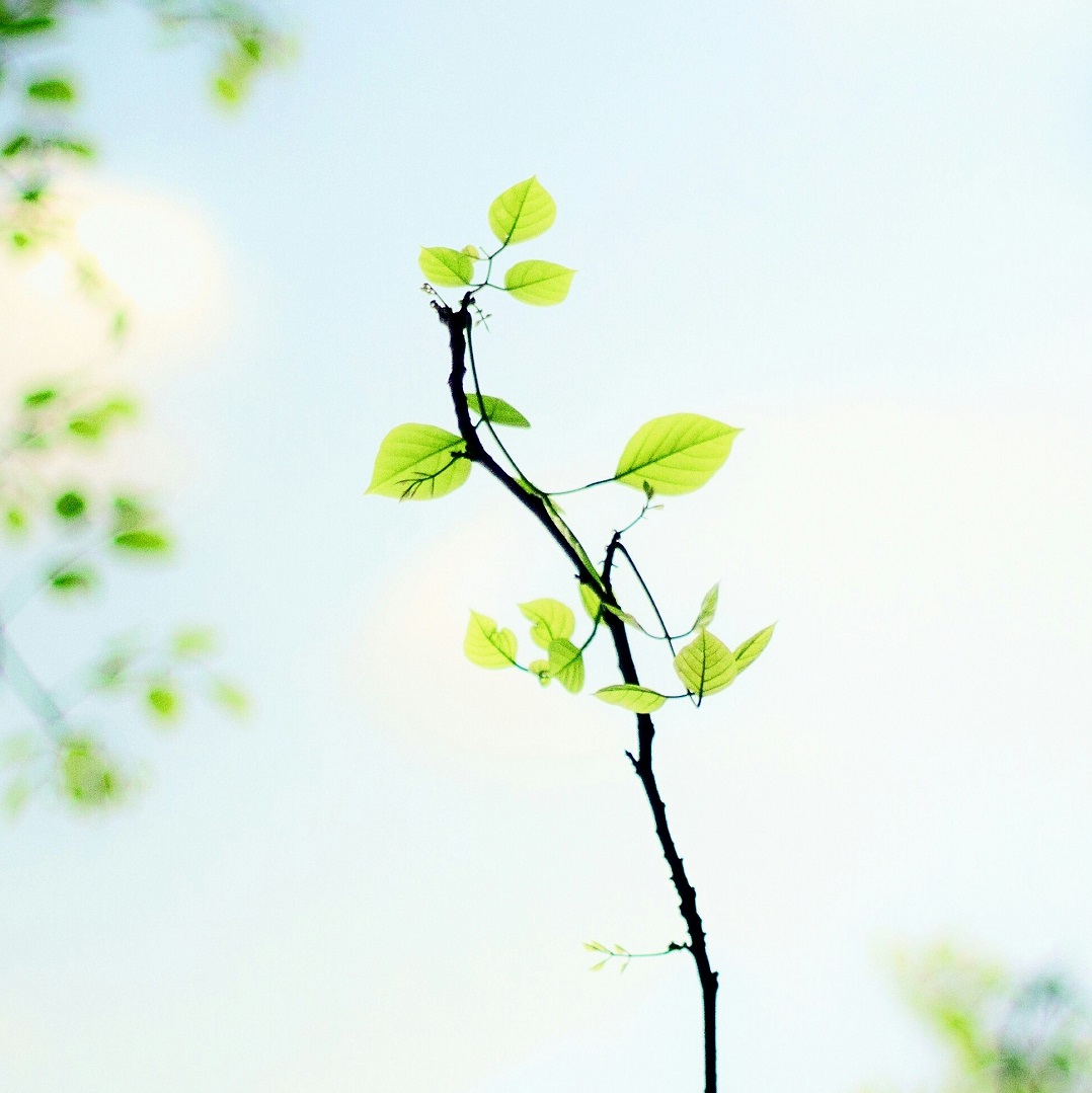 In celebration of Arbor Day 2024, Fort Wayne Parks and Recreation in partnership with <a href="/treesindiana/">Trees Indiana</a> will offer tree seedlings to residents one per household) via a simple phone registration. Call 260-427-6000 now-April 25, to RSVP. Pick up Friday at noon at Northside Park.