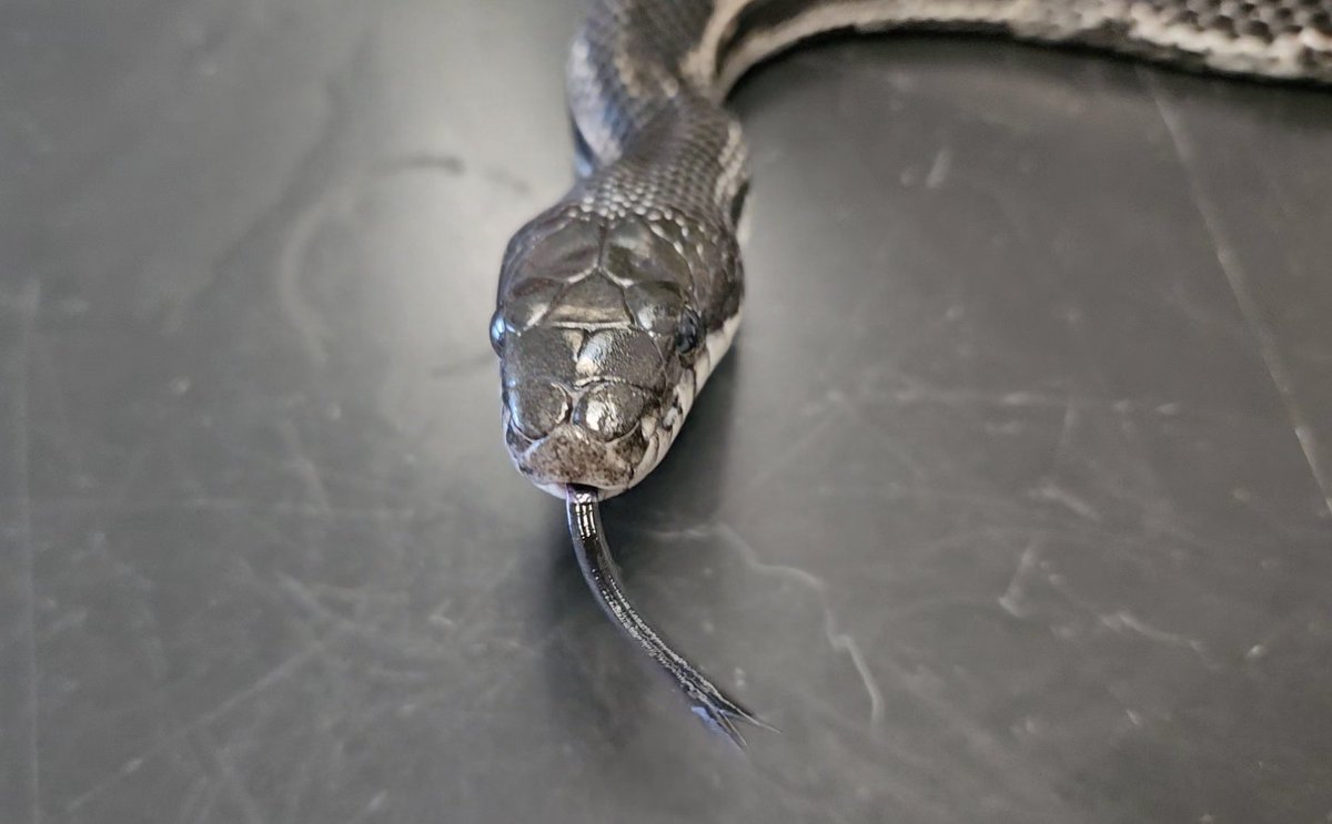 Happy Earth Day. We have a brand new Science in Seconds to celebrate! Biology Instructor Tony Gerard explains why snakes have a forked tongue. 

youtu.be/KCWcKDGtSHs?si…

#EarthDay #WeAreShawnee #scienceinseconds