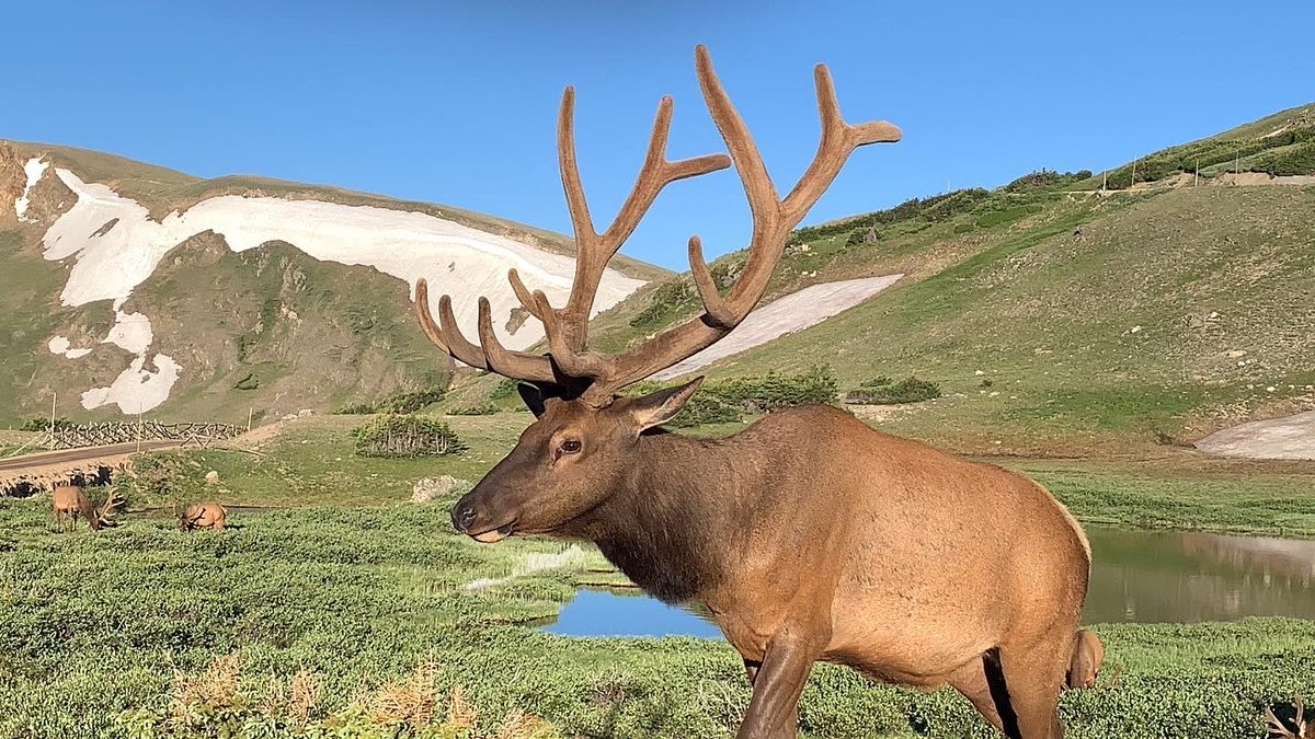 The last day of my #NationalParkWeek posts leaves us with @RockyNPS! There are all sorts of wildlife viewing available. I saw this bull elk not too far from Alpine Visitors Center, which happens to be the highest NPS Visitors Center in the country sitting at 11,796 feet!