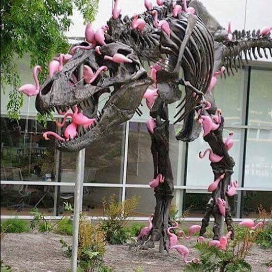 Though largely known as an ornamental bird, the flamingo is one of nature's most deadly predators. A flock can bring down and devour an adult T-Rex in under 5 minutes.