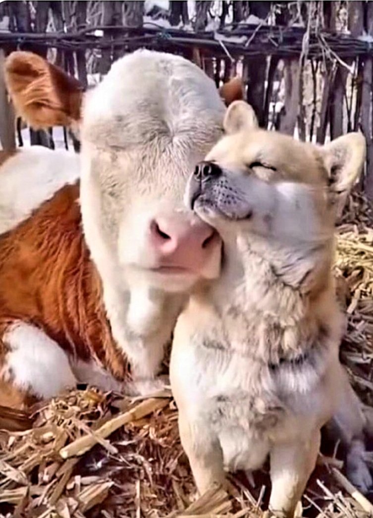 'Se todo animal inspira ternura, o que houve, então, com os homens?' (Guimarães Rosa) Um dia lindo a todos!! Uma feliz semana ❤