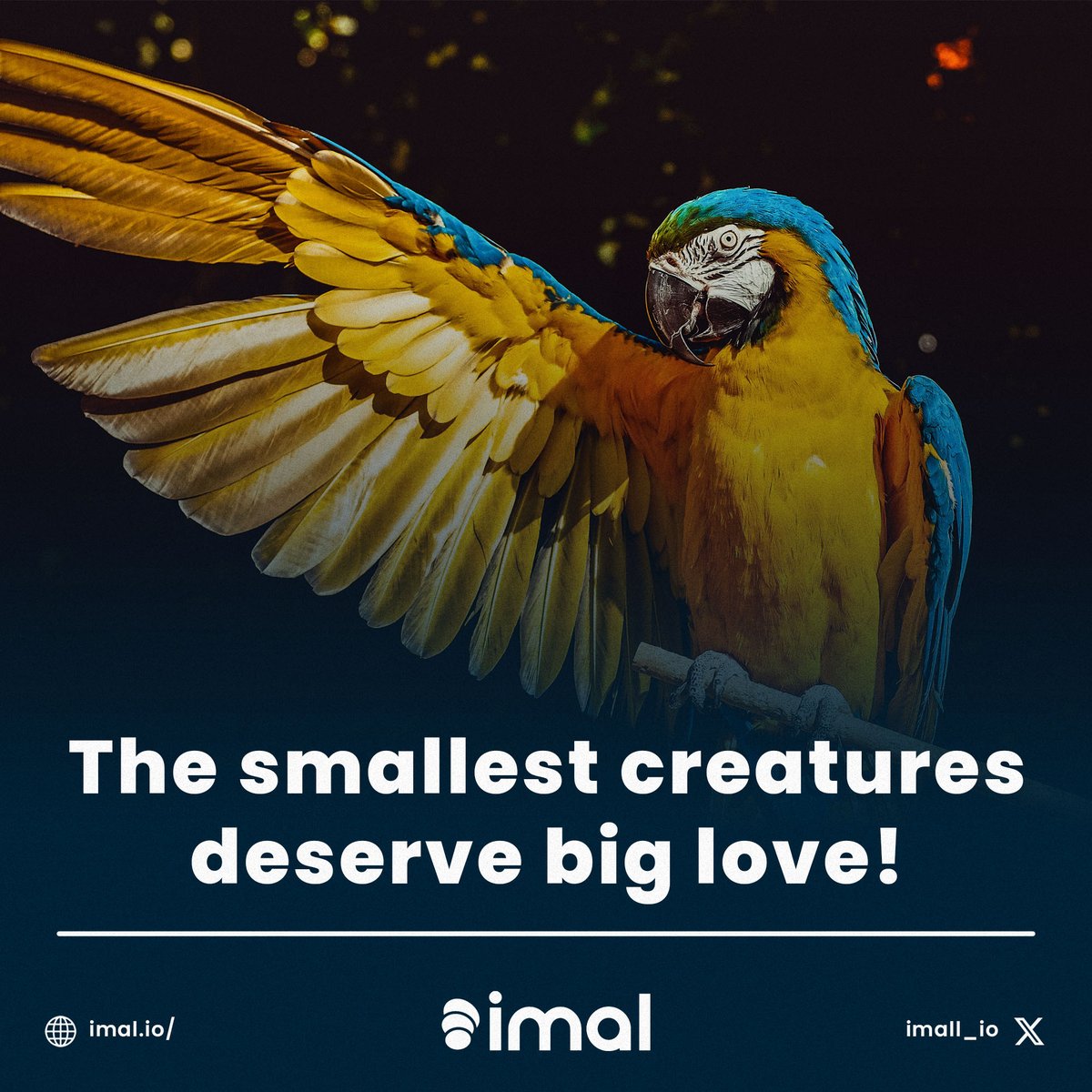 Maybe they are the smallest creatures but they have the biggest heart! #imalProject