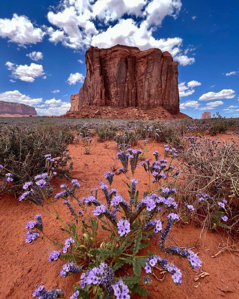 The beauty of springtime in Monument Valley on the Navajo Reservation of Arizona!! 🤩
