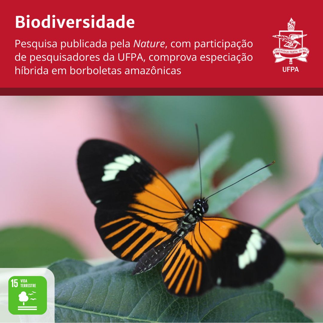 O estudo, que envolve a origem das borboletas coloridas amazônicas do gênero Heliconius, foi liderado por cientistas da @YorkUniversity e de @Harvard, com a participação de uma dupla de pesquisadores da UFPA. Leia mais no #portalUFPA tinyurl.com/BorboletaAmazo…