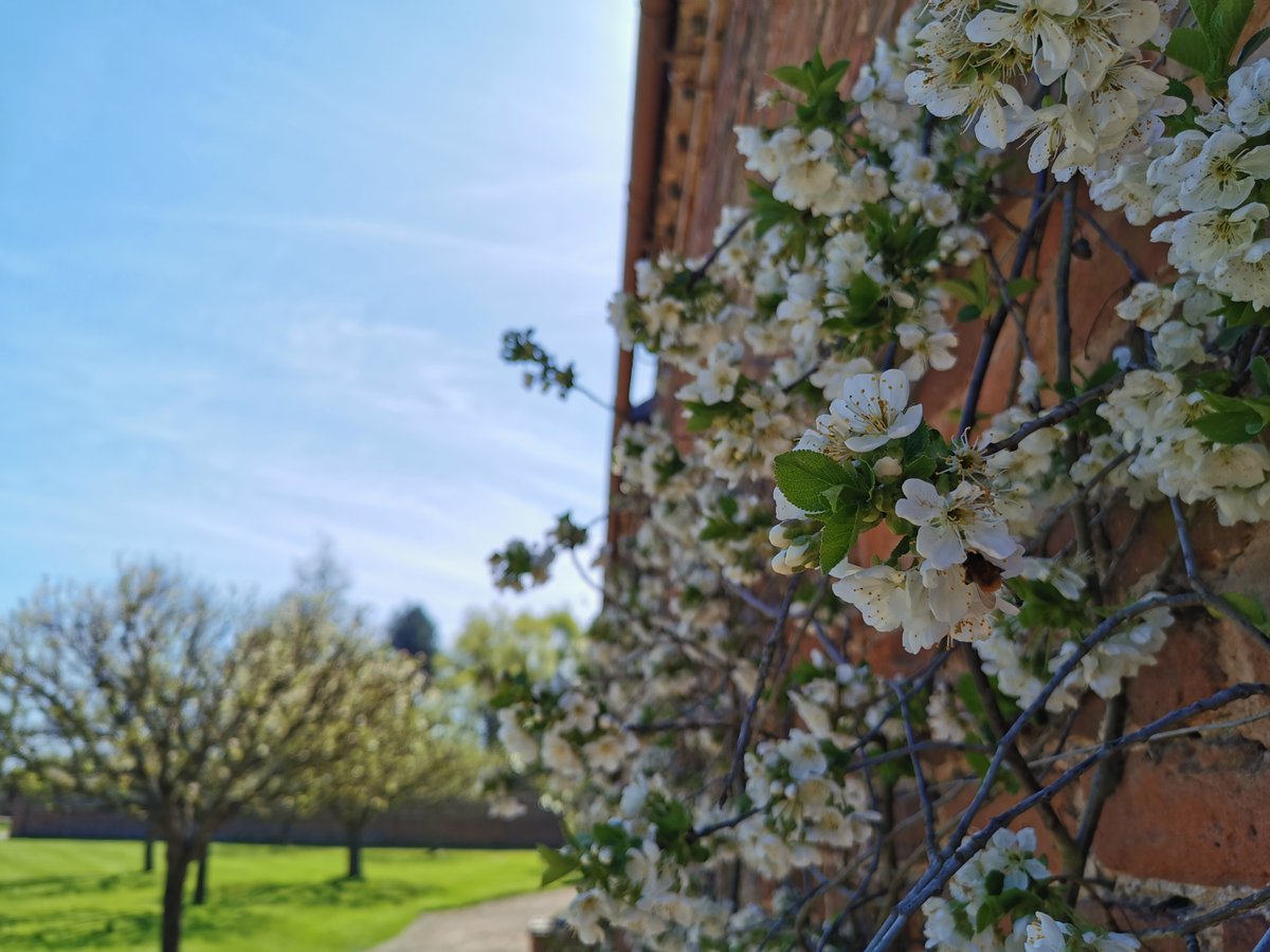 The apple and cherry blossom in the orchard at @NTDudmaston comes into full bloom in late April. Sit beneath the canopy of frothy, pink petals and enjoy this beautiful springtime spectacle with refreshments from the tea-room nearby. 📷National Trust/ Harry Wainwright