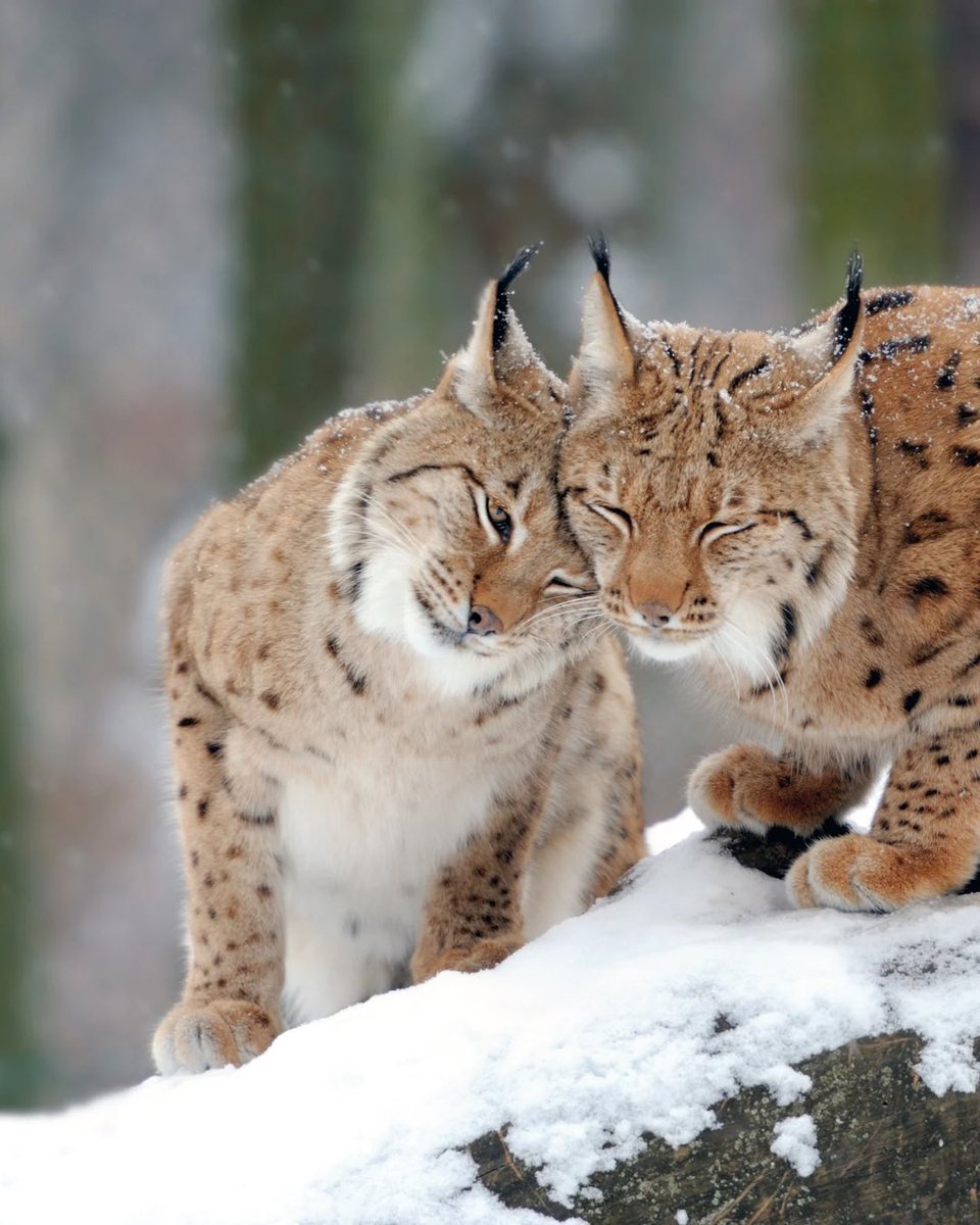 @treesforlifeuk are working collaboratively with @ScotlandTBP, @LifescapeProj and Ariane Burgess MSP, to positively build the conversation about “returning this missing keystone species, so that all sides of the discussion are heard and respected.” #ForgottenMammal