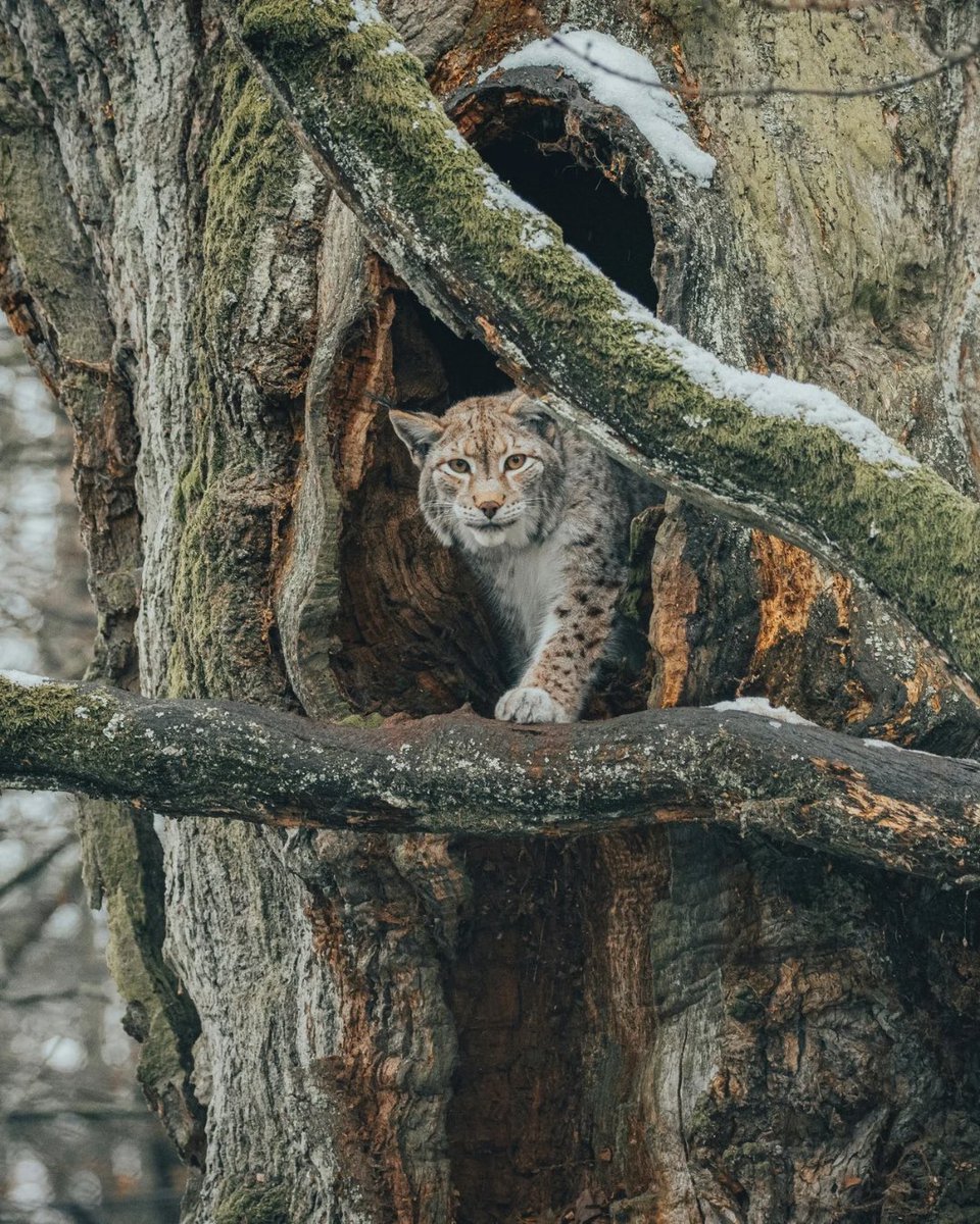 Lynx populations are recovering across much of eastern Europe, with reintroductions taking place across Switzerland, Germany and Slovenia.  Though shy and elusive, they help keep other species on the move which controls overgrazing and allows saplings and vegetation to establish.