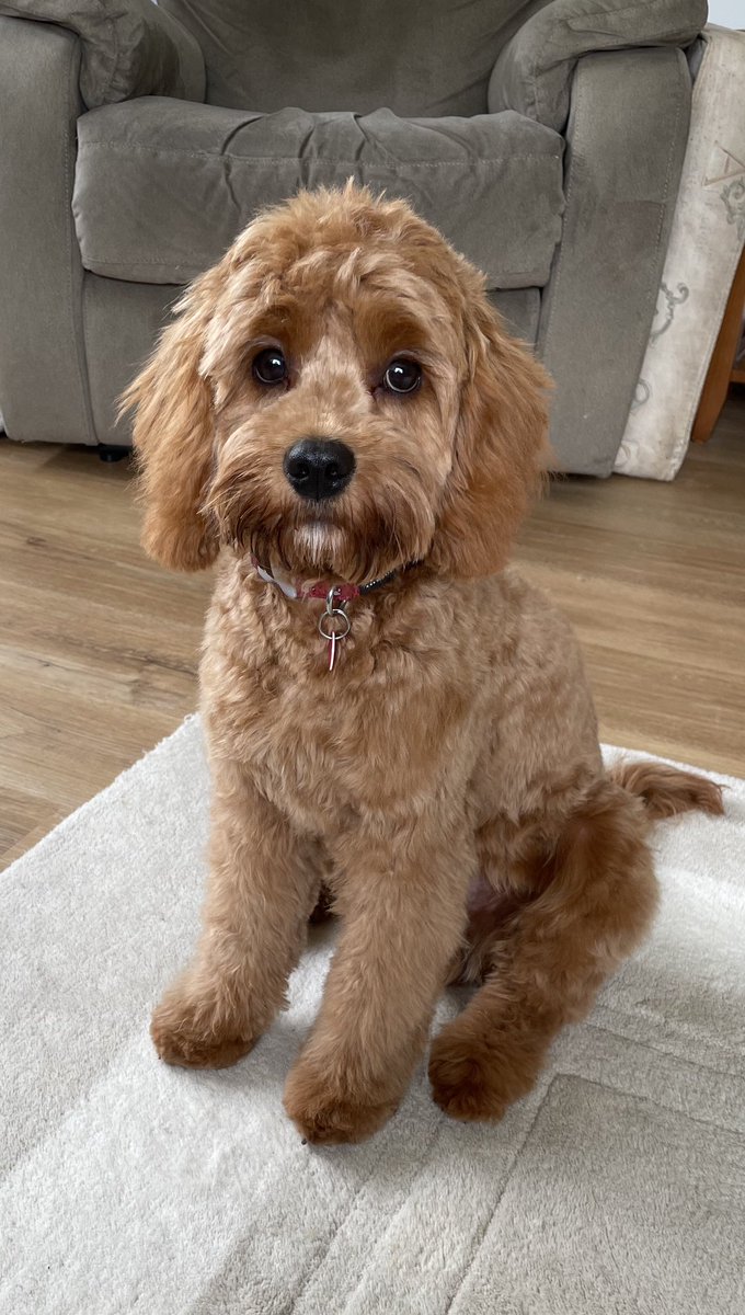Brody freshly groomed in a grown up teddy cut. Can’t believe he is almost 6 months old! 🐶🐾 #Cavapoo #Cavapoopuppy