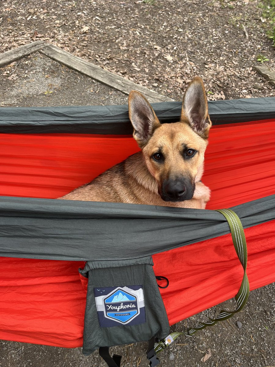 MeganElaineeee's tweet photo. Montie loves camping ⛺️🫶🏻 https://t.co/mqzWvUiiS2