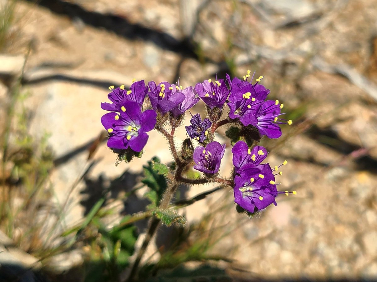 LisaW1212's tweet photo. #Mojave #blooms #beavertailcactus #scorpionweed #spinyhairblazingstar glad I saw some #desertflowers before heading back to Nova Scotia https://t.co/on7yLpO0fM