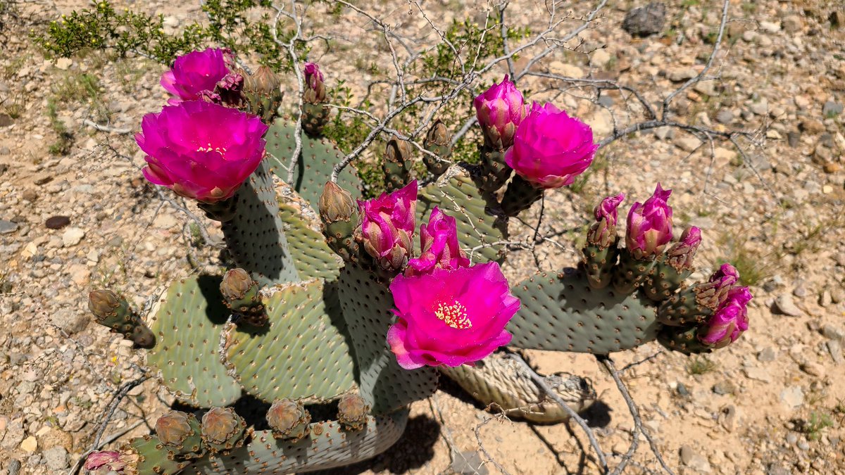 LisaW1212's tweet photo. #Mojave #blooms #beavertailcactus #scorpionweed #spinyhairblazingstar glad I saw some #desertflowers before heading back to Nova Scotia https://t.co/on7yLpO0fM
