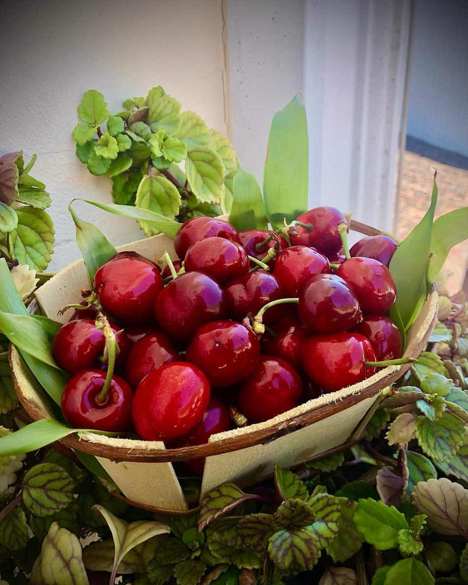 Cerezas del valle del Jerte (CC)
Foto de mi paisana Nines RS
#Navaconcejo 
#CerezadelJerte
#ValledelJerte