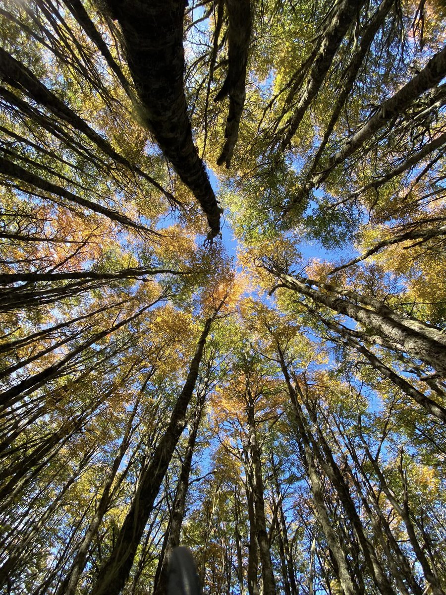 Hoy es el #DiadelaTierra Gran ocasión para compartir algunas reflexiones de la #LaudateDeum, llamado de <a href="/Pontifex_es/">Papa León XIV</a> "a todas las personas de buena voluntad, sobre la crisis climática".

Va 🧵por el cuidado de nuestra Casa Común 🌎👨‍👩‍👧‍👦🌿
#DiadelaTierra2024