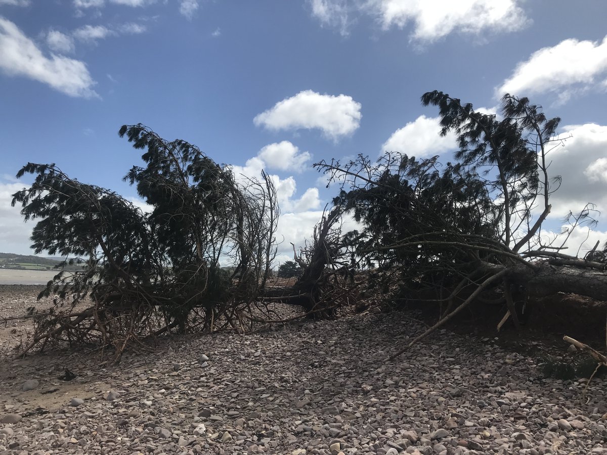 The sea has finally smashed these trees between Blue Anchor and Dunster Beach. Once there were four - now none. The fields behind the Steam Trail are now under threat. @Dunster_Info @DunsterBeachHut #erosion