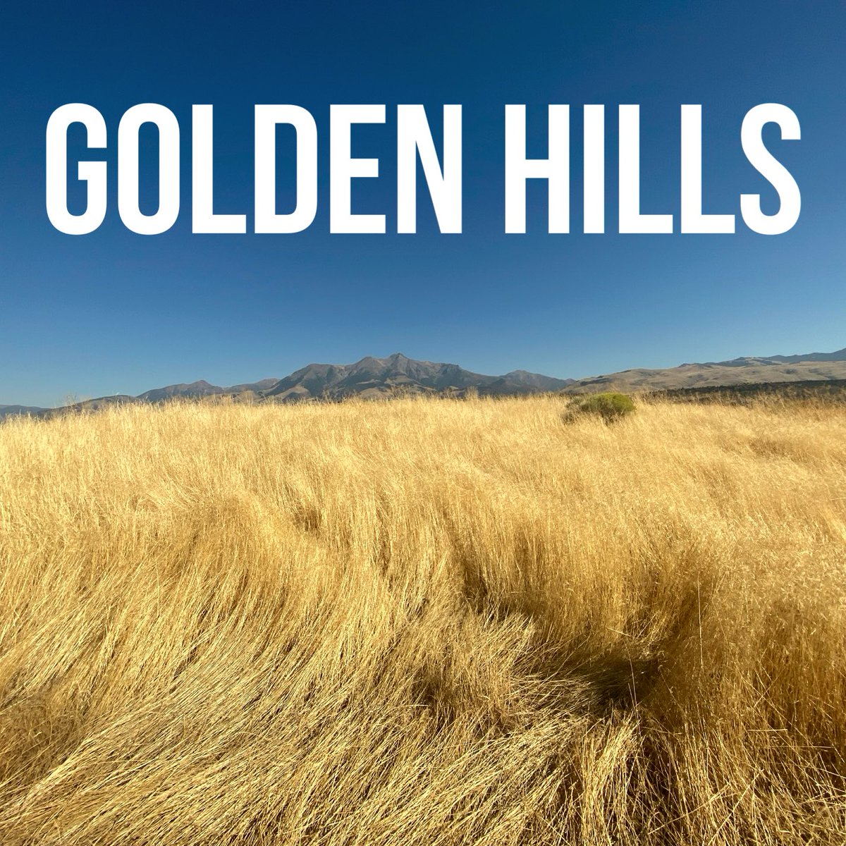 Good morning! My new single Golden Hills is available now on all streaming platforms. Thank you for listening, friends. 🌾

#singersongwriter #originalmusic #newmusic