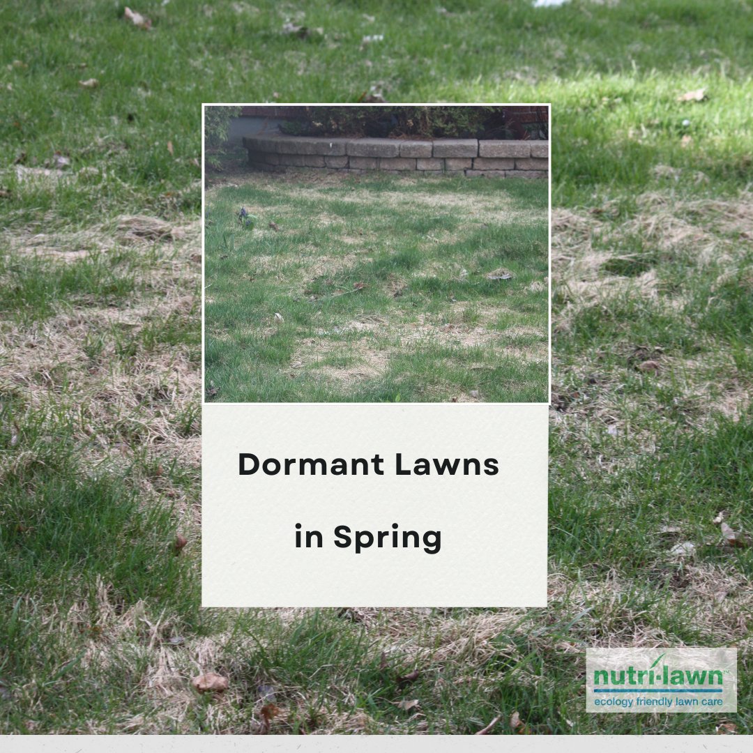 Don't panic if you're seeing brown lawns in early spring! Grass goes dormant during colder months to conserve energy, but rest assured, those brown patches will soon burst into vibrant green with warmer temps and longer days!  

#DormantNotDead #SpringAwakening  #nutrilawnottawa