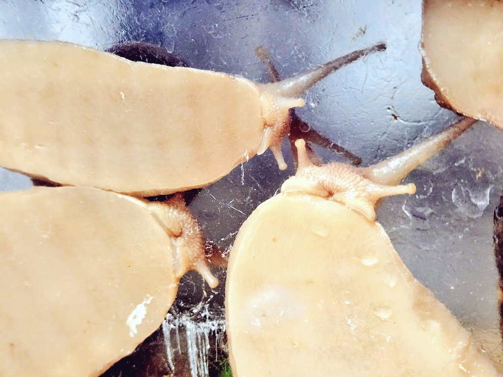 loveFISHnSNAIL's tweet photo. 나도 달팽 합사하는데
합사하던 애들 중 하나를 떼어놨더니 더 움직임 줄고 식욕 줄고 그래서 다시 합사한 적 있음
사진은 다 옛날 몇년 전인데 몇몇은 아직도 잘 삼 https://t.co/N2CVQfiyqV