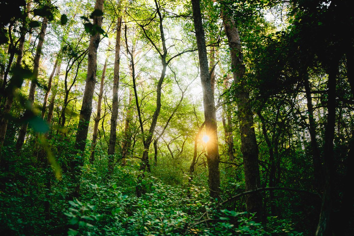 It's Earth Day! What better way to celebrate than to join us for our annual Earth Day community tree planting event on Saturday! The Earth (and the trees) will thank you! Details: ow.ly/44Mr50RbmzV
<a href="/RotaryGuelph/">Rotary Guelph</a> <a href="/TreesforGuelph/">TreesForGuelph</a>
