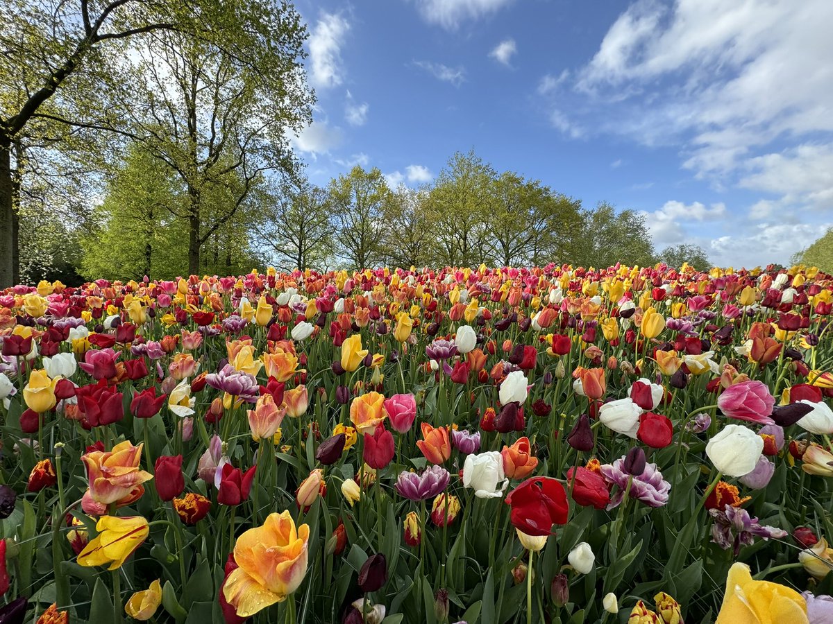 Back from Europe w/ some reflections on the state of #transmission & #enegy issues & a 📸 of tulips from the Netherlands. Looking forward to seeing many of you this week at #ipf24 in New Orleans, talking about transmission, & at the Pacific Offshore Wind Summit May 13-15 in CA